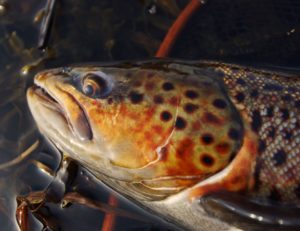 Fiskeri på Ærø